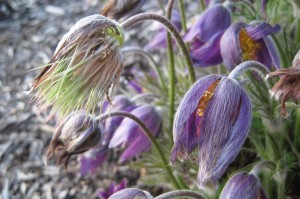 crocus 1