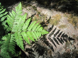fern1 small