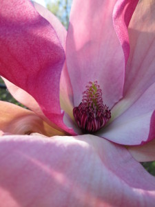 magnolia 2