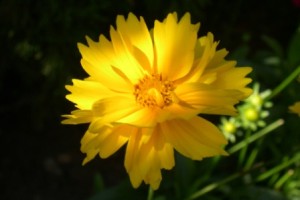 yellow close-up small