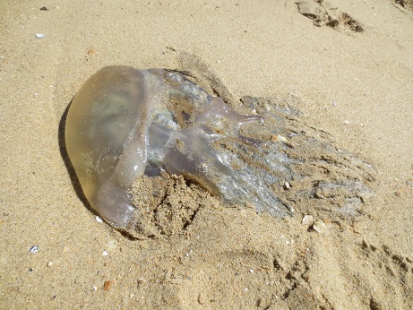 Dead critter on St. Kilda's Beach