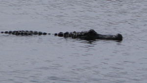 Having heard something underwater, an alligator surfaces to check us out.