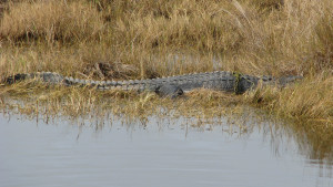 Behemoth alligator, cleverly hiding nose tip and eye ridge to defy accurate size estimation