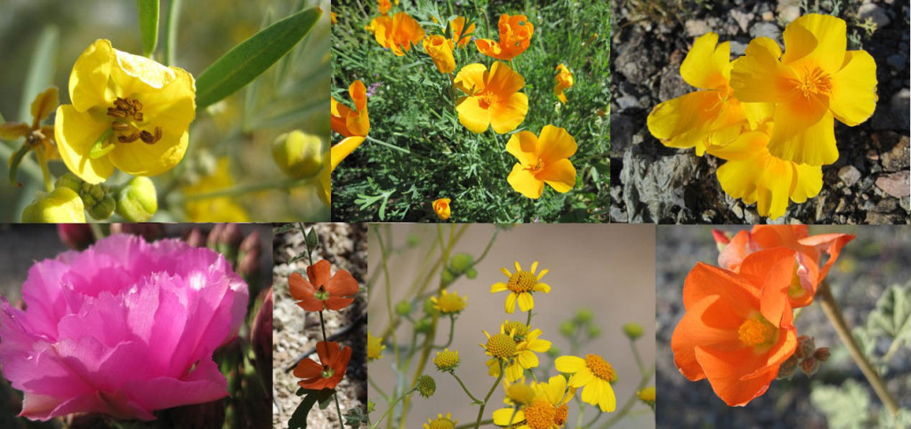 Photo of spring wildflowers in Phoenix, AZ