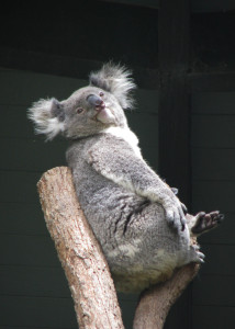 Koala lying in crook of tree and staring into space