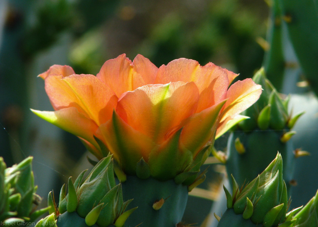 Close-up of light-orange blossom of prickly pear cactus.