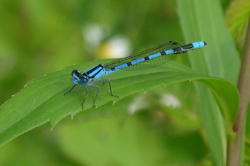 Close-up of blue and black dragonfly on elongated green leaf