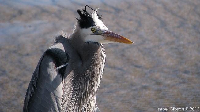 Close-up of great blue heron with head feathers disarranged by wind.