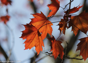 Close-up of red leaves of Japanese maple in spring.