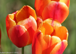 Close-up of three red/orange striped tulips.
