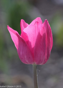 Close-up of backlit purple tulip.