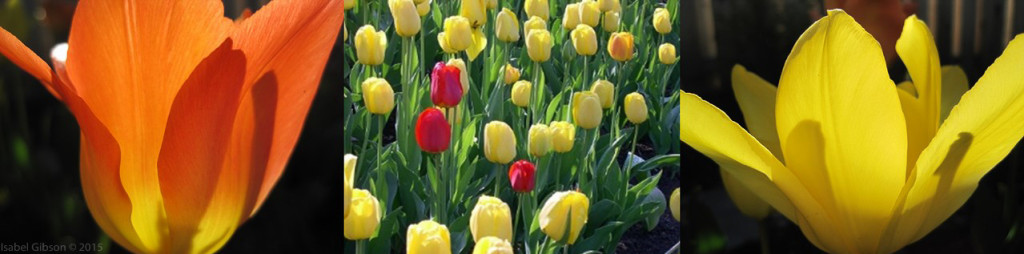 Three tulip thumbnails: orange and yellow, backlit; mix of yellow and red in large bed.