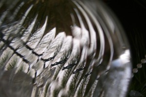 Almost monochrome close-up of multiple, distorted tree reflections in glass Xmas ball with ridged edge.