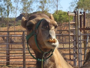 Close-up of camel's face, with outthrust lower jaw.