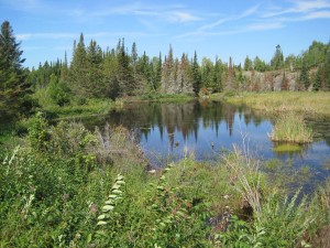 Blue sky above, tall spruce in background, boggy swamp in mid- and foreground