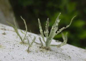 Close-up of sage-green fern-like growth on white handrail.