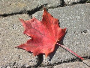 Single red sugar-maple leaf on grey paving stones