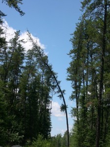 Spindly spruce along a road cut, backed by blue July sky