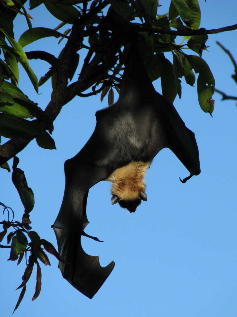 Back view of upside-down fruit bat stretching one wing above/below its head.