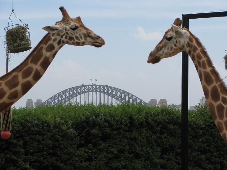 Harbour Bridge in distance, framed by two giraffes facing each other.