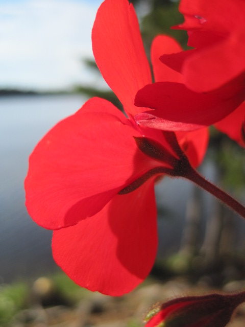 C;ose-up of 5-petalled red flower, with out-of-focus lake in background.