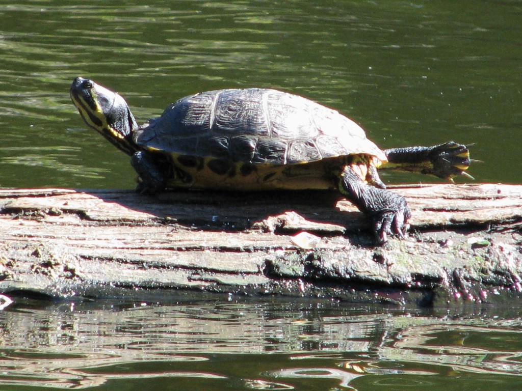 Turtle sunning itself on log, head up and right leg stretched out behind it.