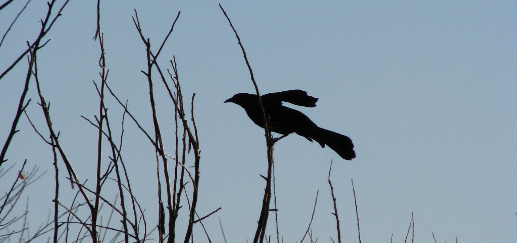 Crow on bare branches, silhouetted; one wing raised for balance.