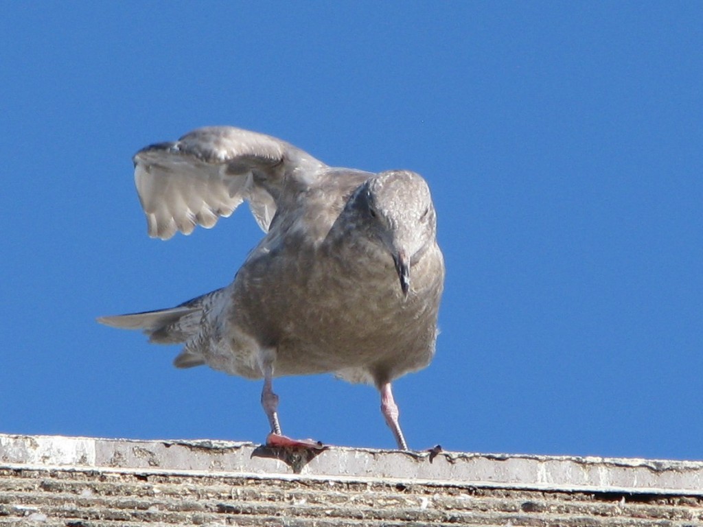 Gull on rooftop, stretching right wing back and up.