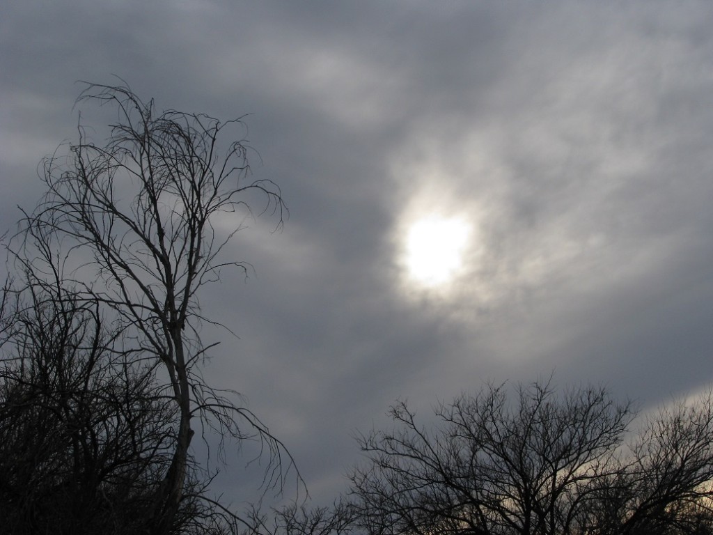 Silhouettes of bare trees against a dark sky with an obscured sun.