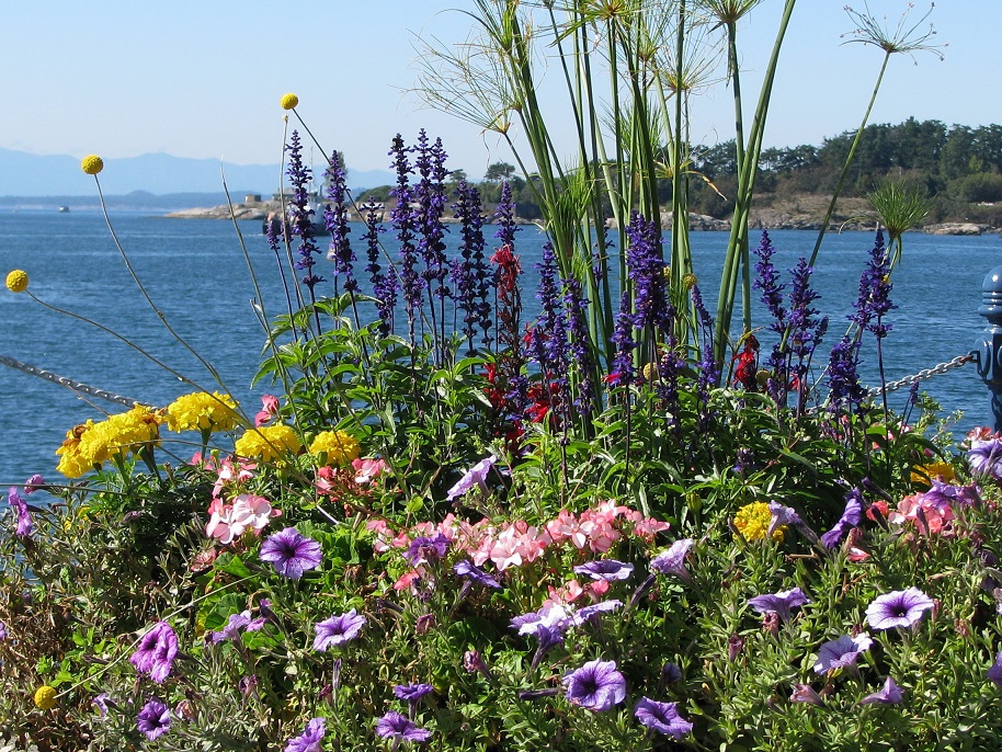 Close-up of flowers in concrete planter with harbour in background.