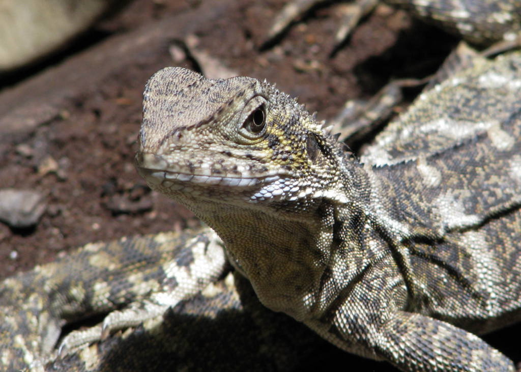 Close-up of juvenile or female water dragon.