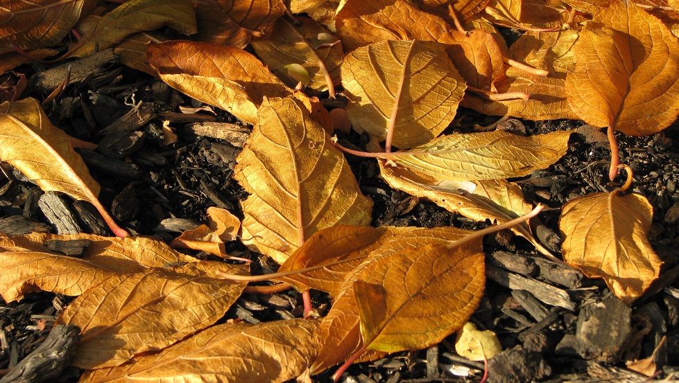 Dead hydrangea leaves on ground, in early morning light.