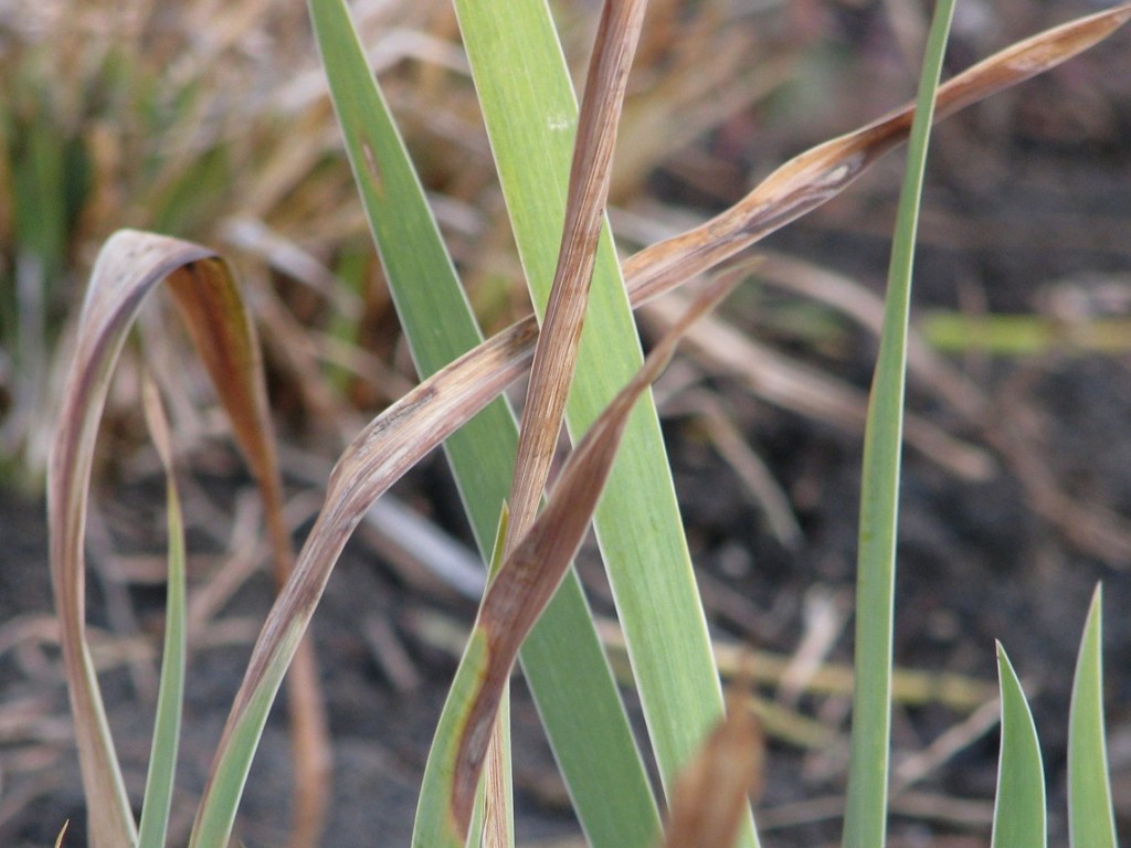 Close-up of brown-tipped iris leaves.
