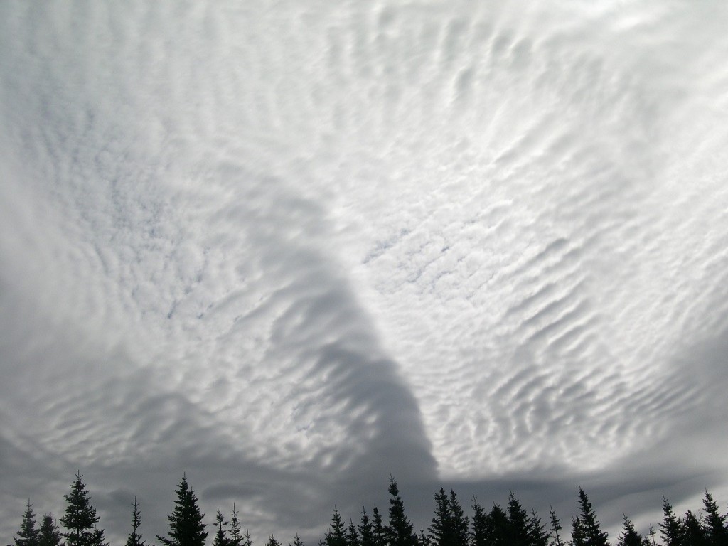 Black spruce underlining striated clouds across the sky.