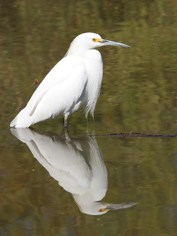 Snowy egret reflected in water.