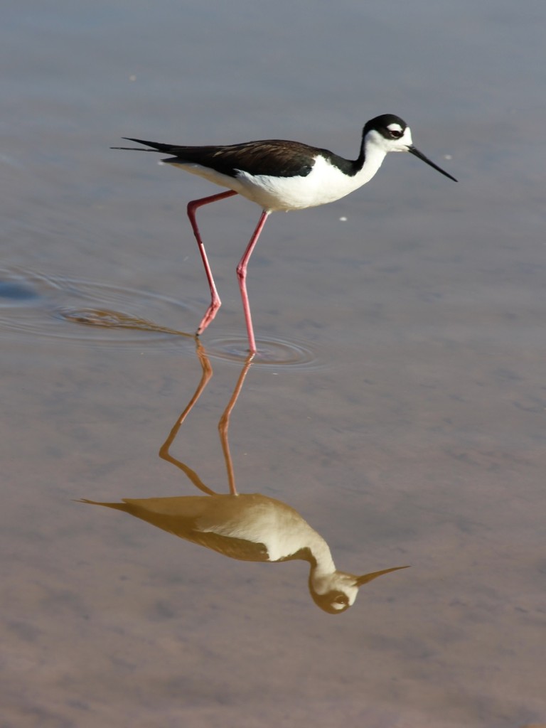 Black-necked stilt reflected in shallow, still water.