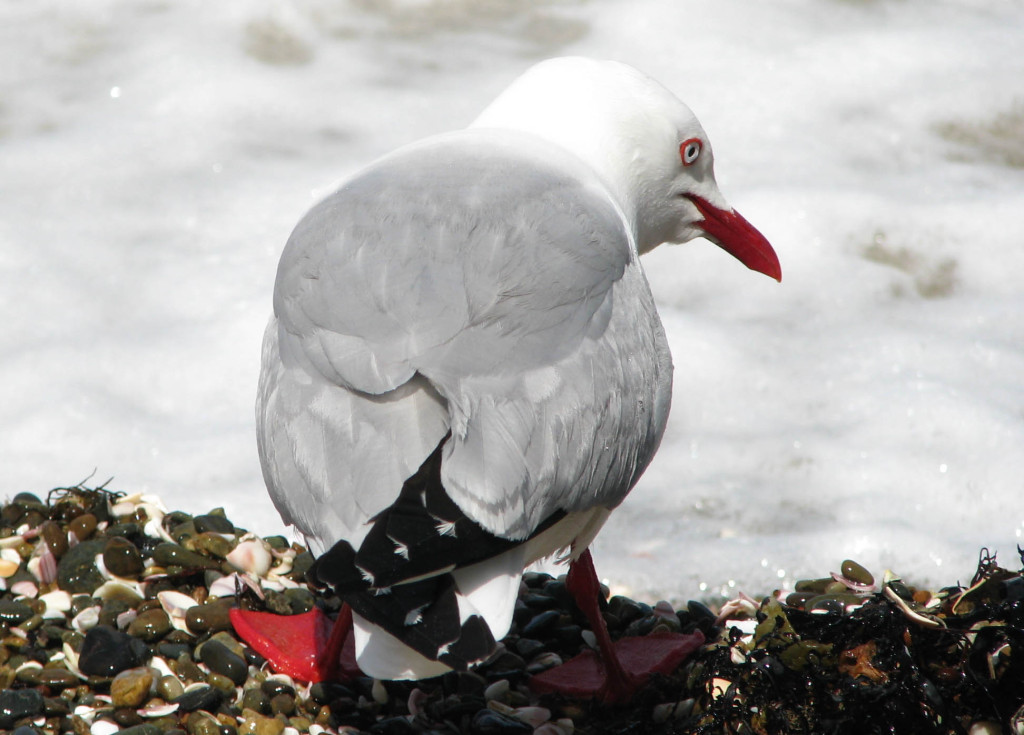Redbilled gull at Tiritiri Matangi, NZ.
