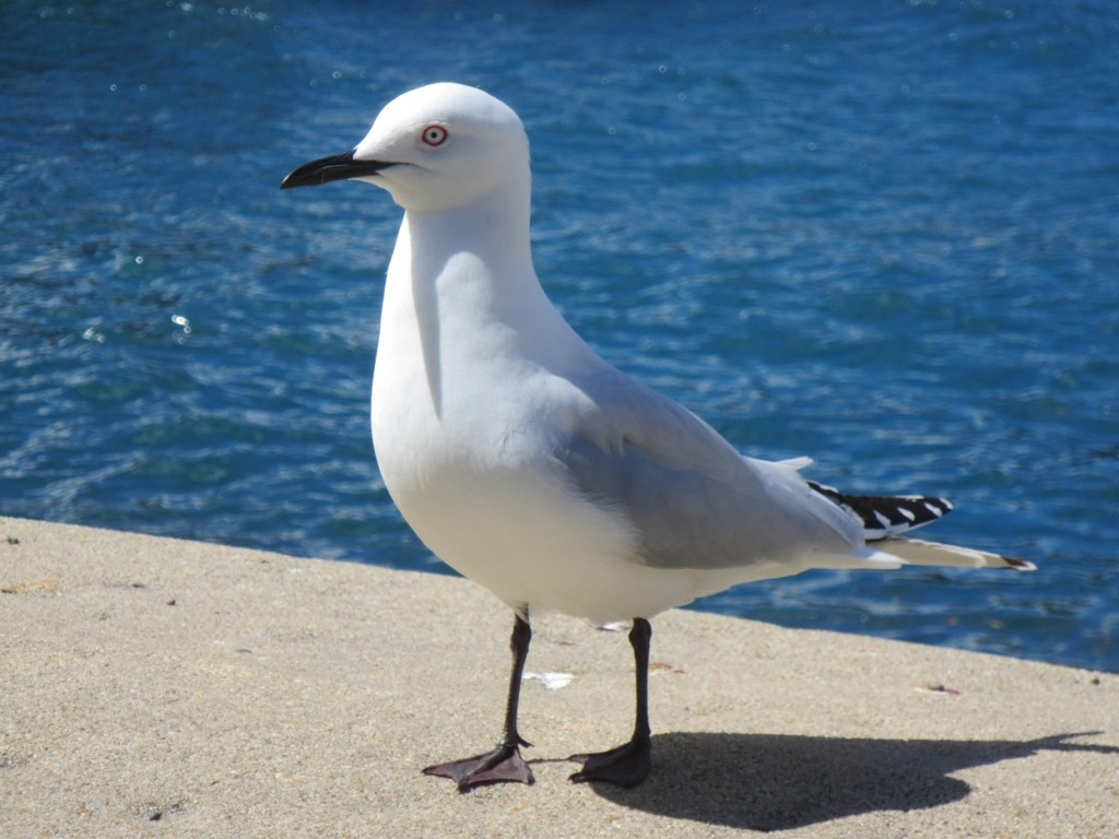 Black-billed gull on lakeside walk in Queenstown, NZ.