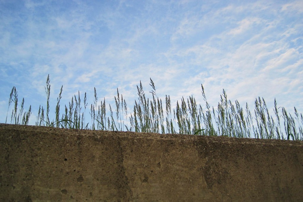 Grass poking up behind retaining wall over my head.