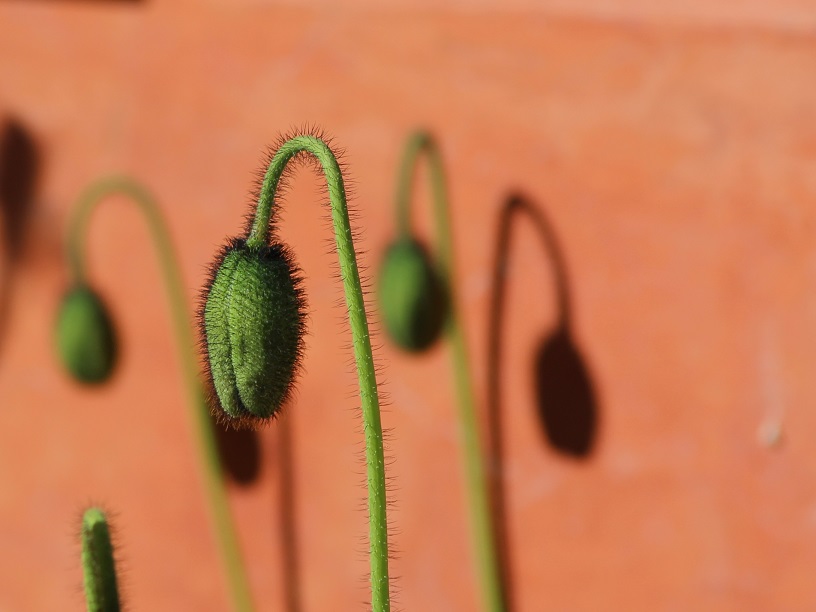 Poppy buds in foreground and out-of-focus in background.