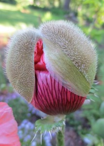 Close-up of poppy about to bloom.