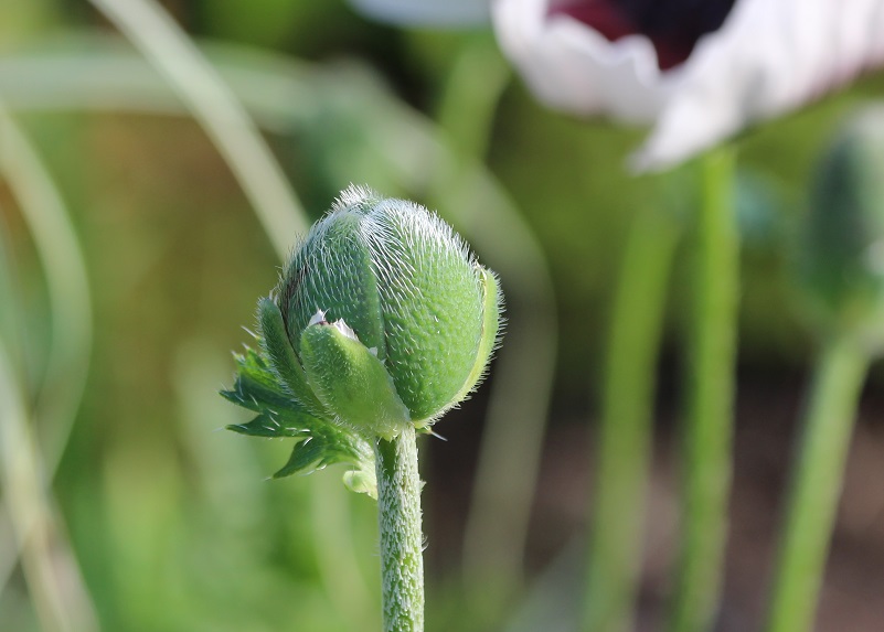 Green poppy bud in foreground.