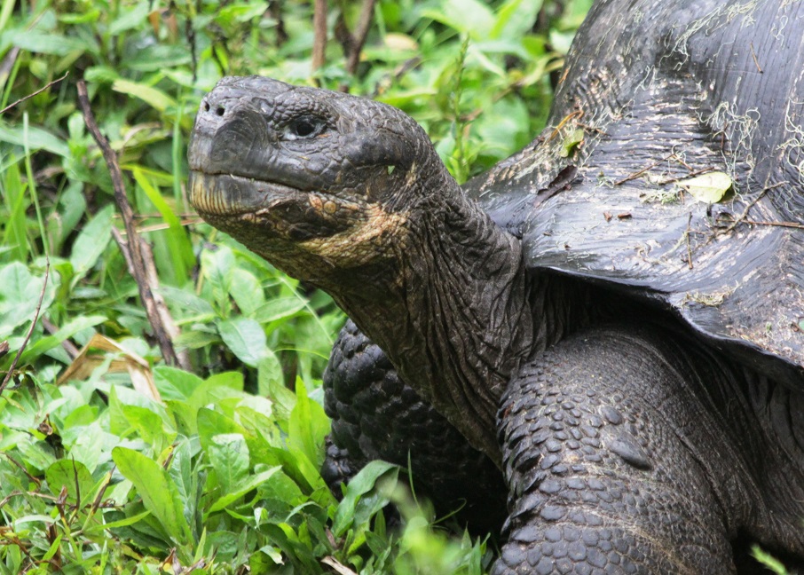 Head shot of giant land tortoise in Galapagos.