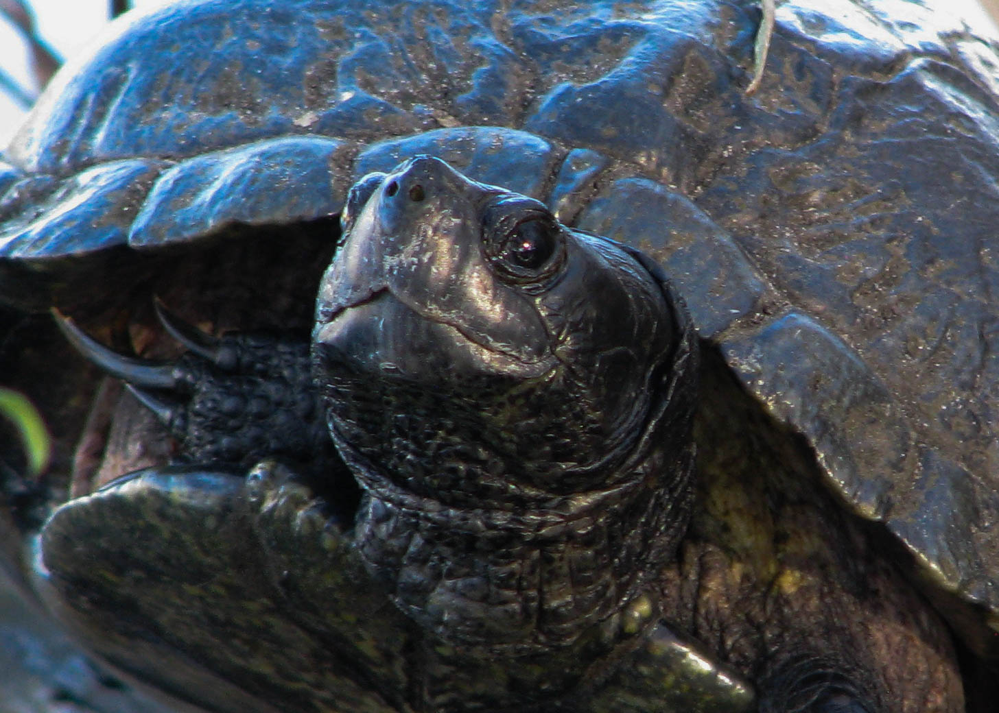 Head shot of turtle.