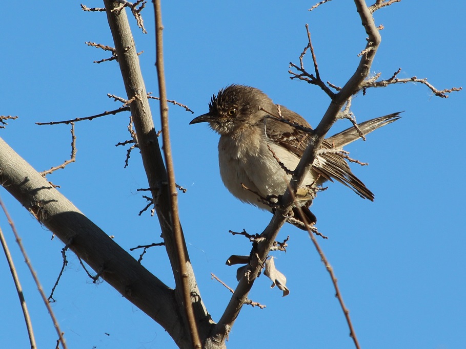 Fluffed-up black phoebe on bare tree branches.