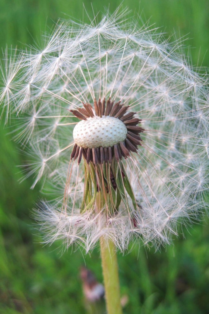 Close-up of dandelion gone to seed.