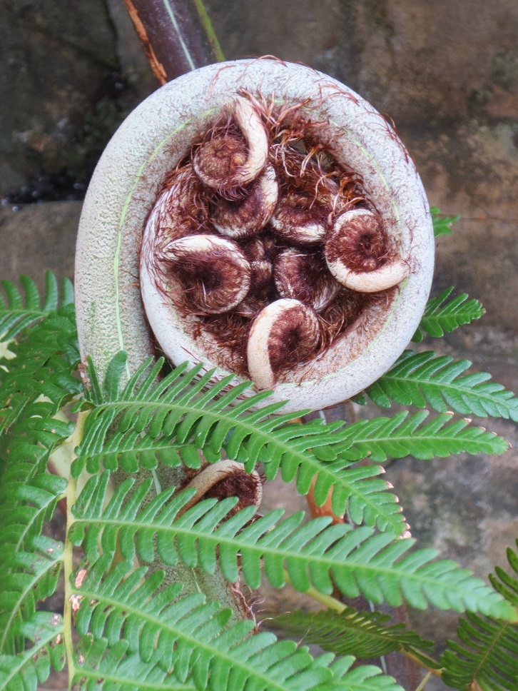 Curled up frond of Australian tree fern