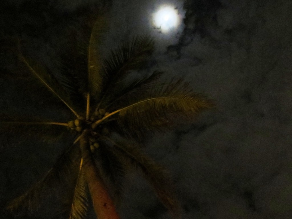 Nighttime shot looking up at palm tree, full-ish moon, and a cloudy sky.