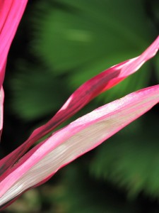 Pink and white leaves of bromeliad in foreground; shallow depth of field with blurred green in background.