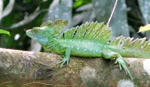 Bright green lizard with crest on head and back, on a tree branch.